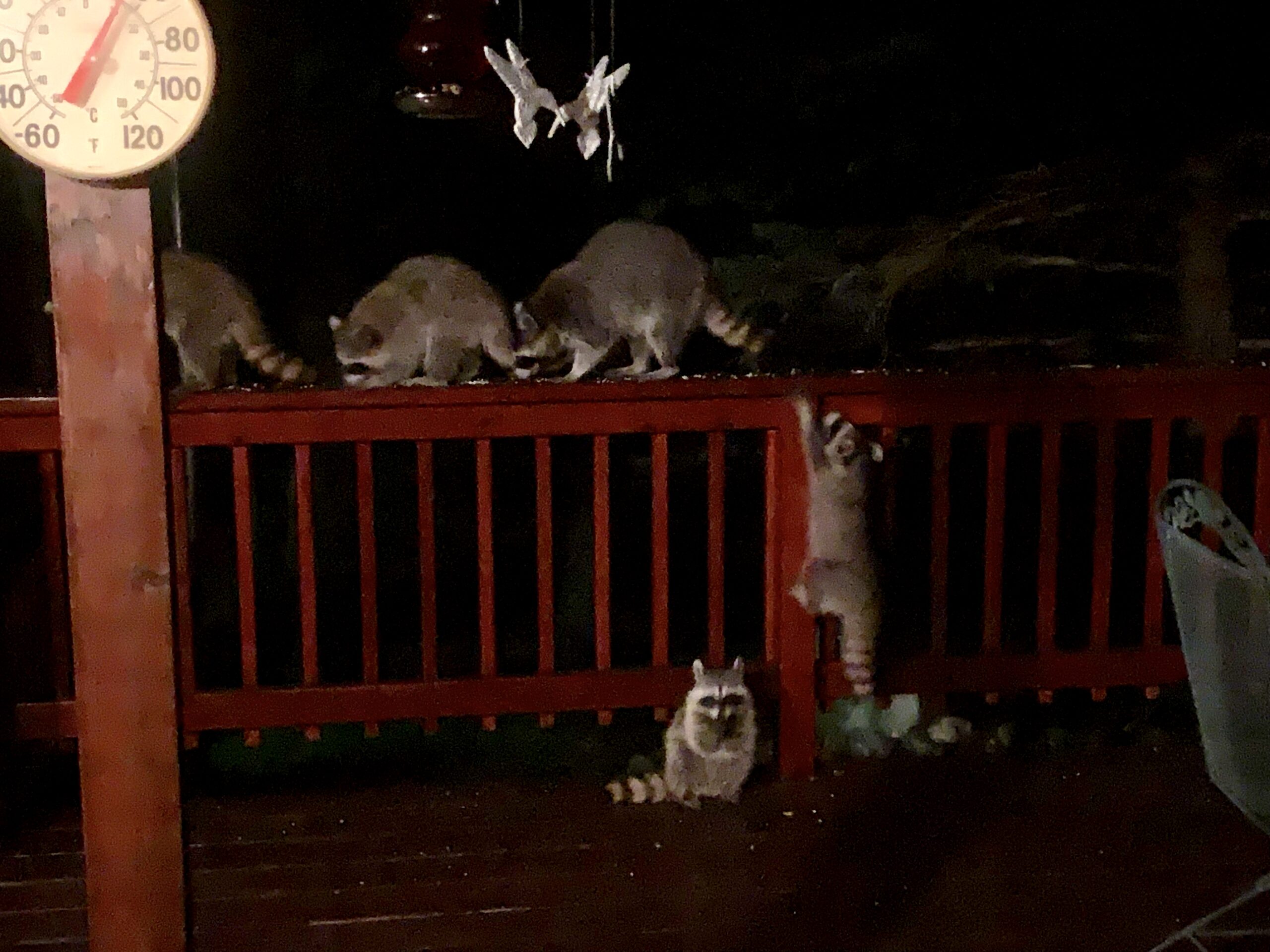 Some Night Time Activity on the Deck